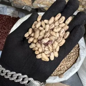 Pahadi White Chitra Rajmah